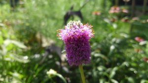 Dalea purpurea