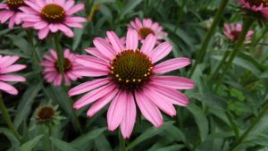 Pixie Meadowbrite Coneflower