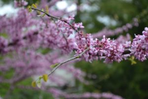 Redbud Bloom