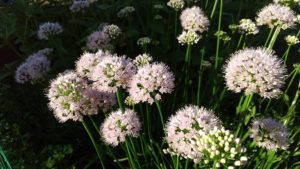 Summer Beauty Allium