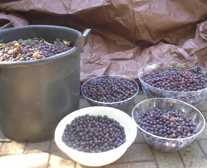 Grapes harvested by our volunteer group