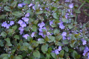 flowering groundcover