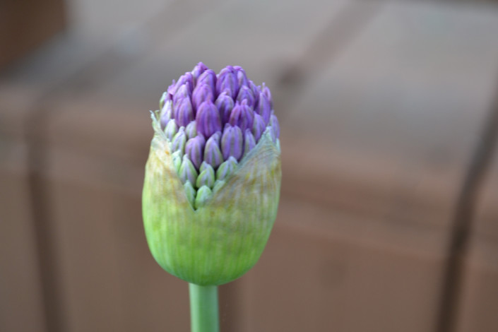 Allium bulbs - Sprout Landscape and Garden Design