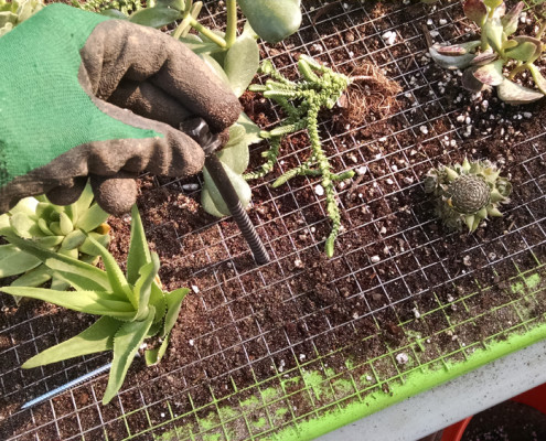 Using a nail or screw to make a hole in the soil for the plant roots.